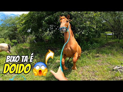 CAVALO VEACO PRA PEGAR DEU MUITO TRABALHO | NA LIDA DO GADO COM GABRIEL | O DIA DIA DO VAQUEIRO