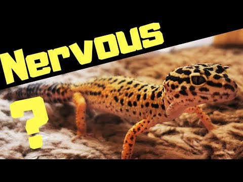 Leopard Gecko Handling . How To Handle A Leopard Gecko For The First Time (Beginners )
