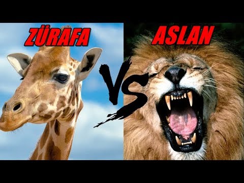 Vahşi Doğadaki 10 Ölümcül Hayvan Kavgası