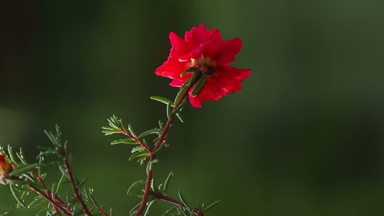 Breezy Beautiful Flower, Is A Calming Place of Mind (Relaxing Piano Music)