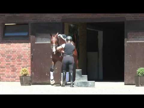 Zircon   (Blue Hors Zack / Blue Hors Future Cup)