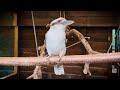 What Sound Does A Kookaburra Make