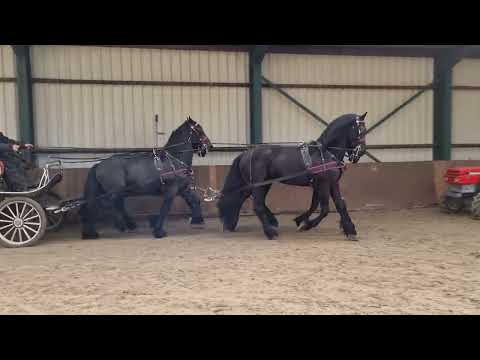 Stal Okkema's four in hand Ipe - Hartger - Ids - Feiko