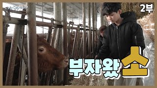 [나는 농부다 380회 2부] 소 키우랴? 삼형제 키우랴? '음메'한 하루