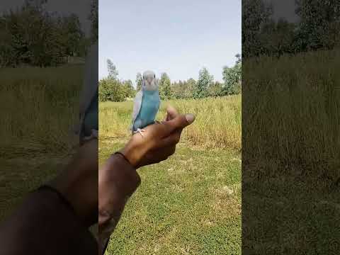 Budgie bhaag gya ?😲parrot free fly training #freefly #budgies #shorts #birds #staytuned