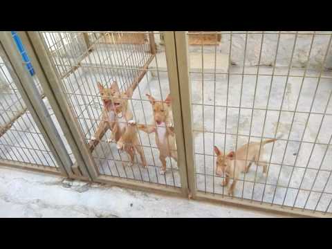 Cachorros de podenco andaluz - Afijo Perabán