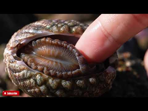🔴 The FRESHEST Abalone ASMR You'll Ever See | Close-Up Visuals & Natural Ocean Sounds