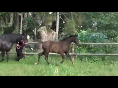 Darcie v. Don Nobless