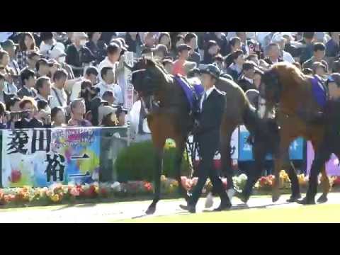 レッドソロモン　in 京都競馬場　at 2015.10.25. 菊花賞　Ｇ１　＃２