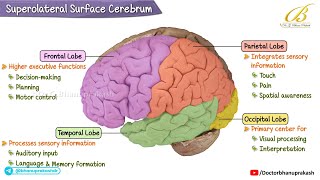 🧠 Superolateral Surface of Cerebral Hemisphere | Neuroanatomy USMLE Step 1 | Lobes, Sulci & Gyri