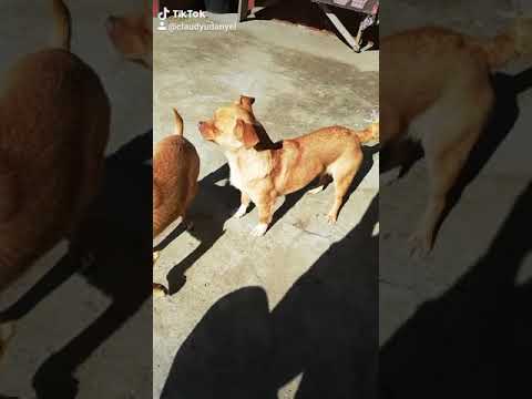 Când vrea manca când nu nu