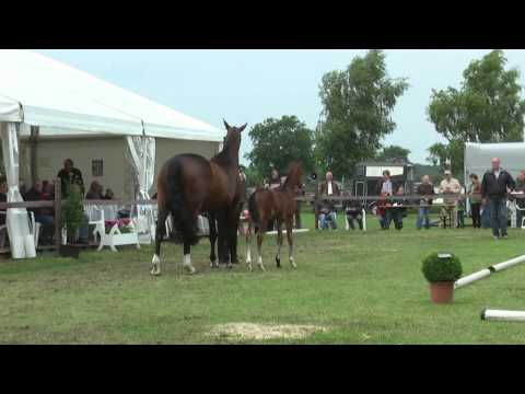 Sudweyher Fohlenschau 2013 - Kat.-Nr. 57