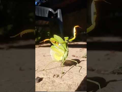 أغرب 10 حيوانات الأنثى هي اللي مسيطرة فيها.. رقم 1 الذكر بيولد بدلها