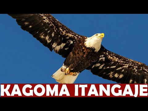 ISMAËL MWANAFUNZI: KUKI AMERIKA IKUNZE KWISANISHA N'INYONI YA KAGOMA?