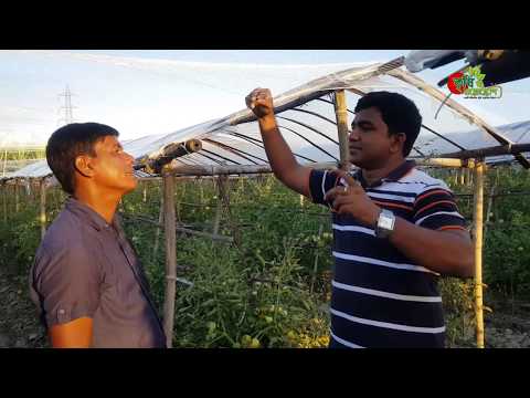 পলি শেডে সামার টমেটো- ৪০ শতক জমিতে ৫ মাসে আয় ৪ লাখ টাকার বেশি