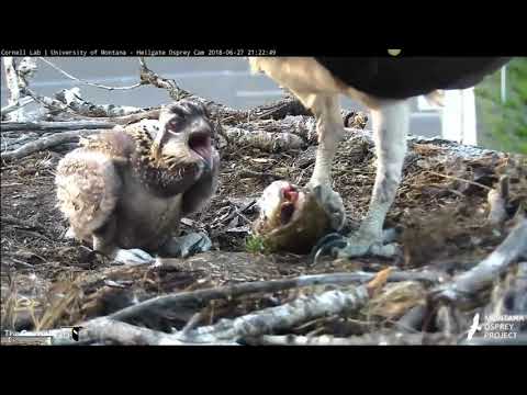 Iris brings the first fish of the day, and it is huge! All will sleep well tonight. 6-27-18