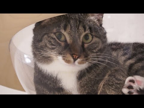 은근 새침한 고양이