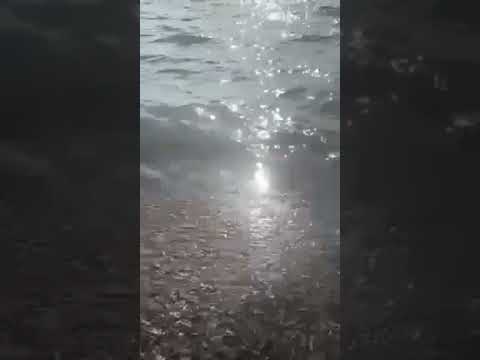 Invasione di alghe sul litorale pisano