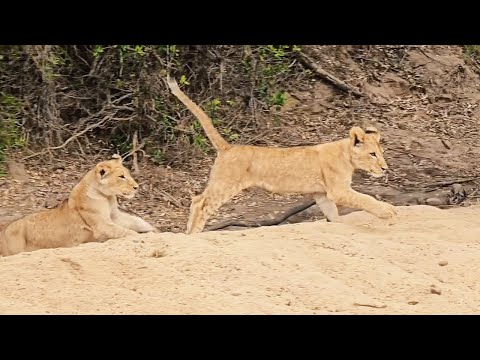 Tsalala Lion Pride Cubs Playing | Sightings before being disappeared | 16 October 2024