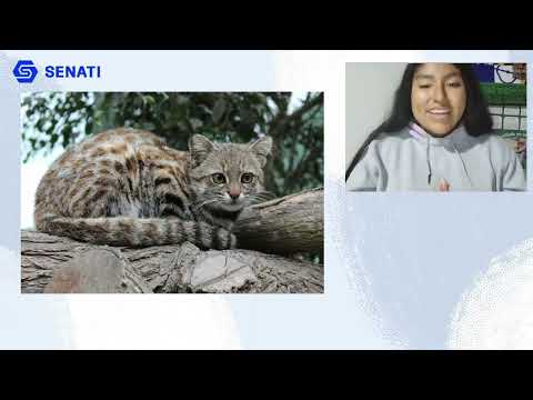 ENDANGERED ANIMAL - THE ANDEAN CAT | MILENA FRAQUITA & GIULIANA FLORES | English SENATI