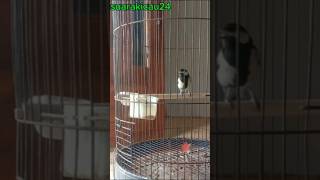 Download lagu AMPUH !!! Untuk Pancingan Gelatik Batu agar Cepat GACOR mp3