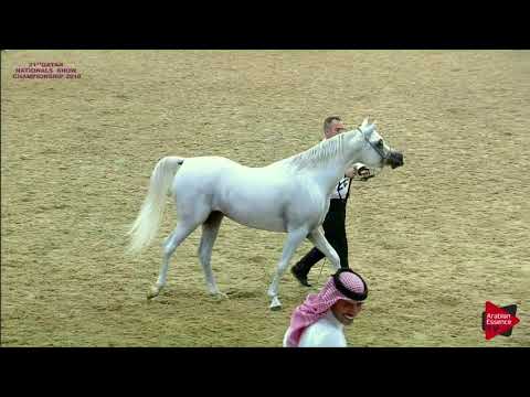 N 224 DUKHAN AL RAYYAN   21st Qatar National 2018   Colts 2 Years Old Class 7