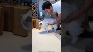 2 dolarlık yatağından kedim nefret etti... 😿