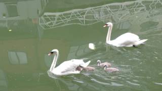 Baby Swan having a piggy back ride from mummy