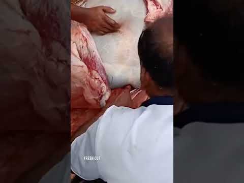 , title : 'Fresh Cow Meat #shorts #shortvideo #meat #meal #hungry #tastyfood #freshcut'