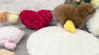 トイプードルの動画01