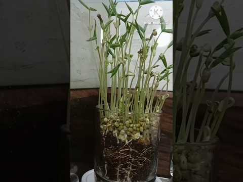 Mung bean time lapse | Microgreen| मूंग की दाल | 😍 #youtubeshorts #viral