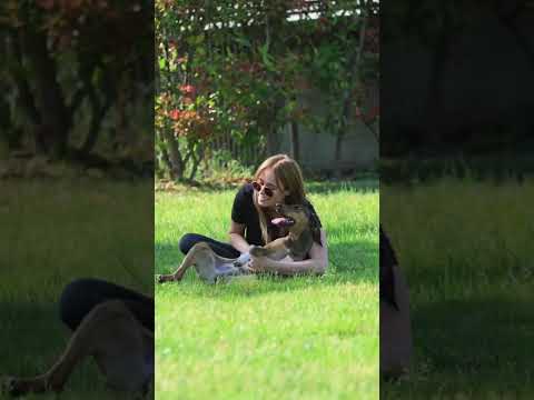 Video di MUFFIN