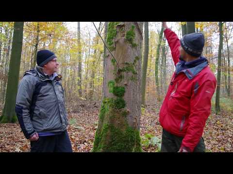 Moose und Flechten in den Erweiterungsbereichen vom Märchenwald Einbeck