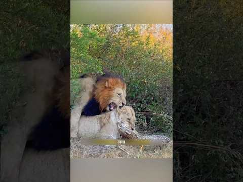 शेरनी शिकार में लगी थी और शेर अपने काम में लगा था। | Lioness Vs Leopard | #lion #leopard | #shorts