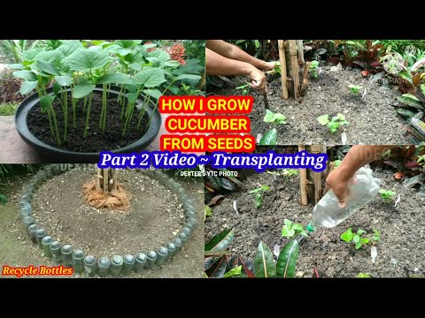 HOW I GROW CUCUMBER FROM SEEDS || Part 2 Video ~ Transplanting