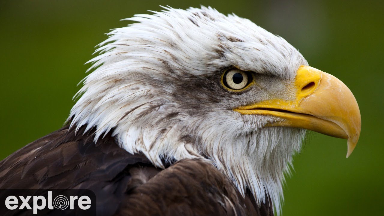 Live webcam view of Decorah North Bald Eagle Nest