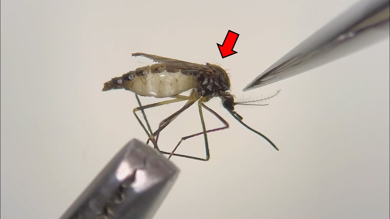 당신이 모기에서 보지 못한 것들 - 모기 해부