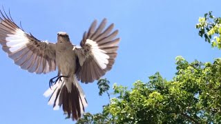 Mockingbirds protect young divebomb museum-goers