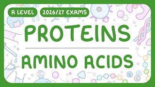 A-Level Biology - Proteins: Amino Acids | Dipeptides | How to Test for Proteins (2026/27 exams)