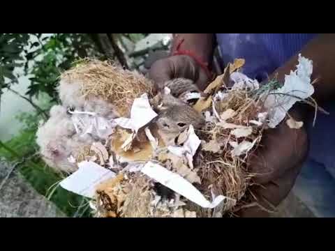 A cute little spuirrel near my home