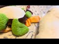 Bichon Frise dogs for sale: Aiden - Video 3