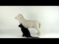 Dog Cat Scratching Post