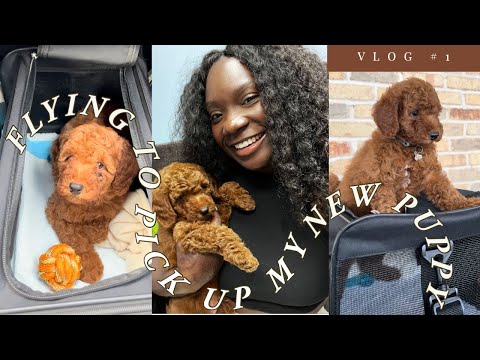 Picking Up My New Puppy + First Day with Our New Puppy | Flying with a Puppy | MY MINIATURE POODLE