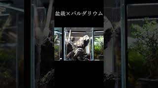 盆栽 ✕ パルダリウムのレイアウト│BONSAI ✕ PALUDARIUM SETUP #shrots