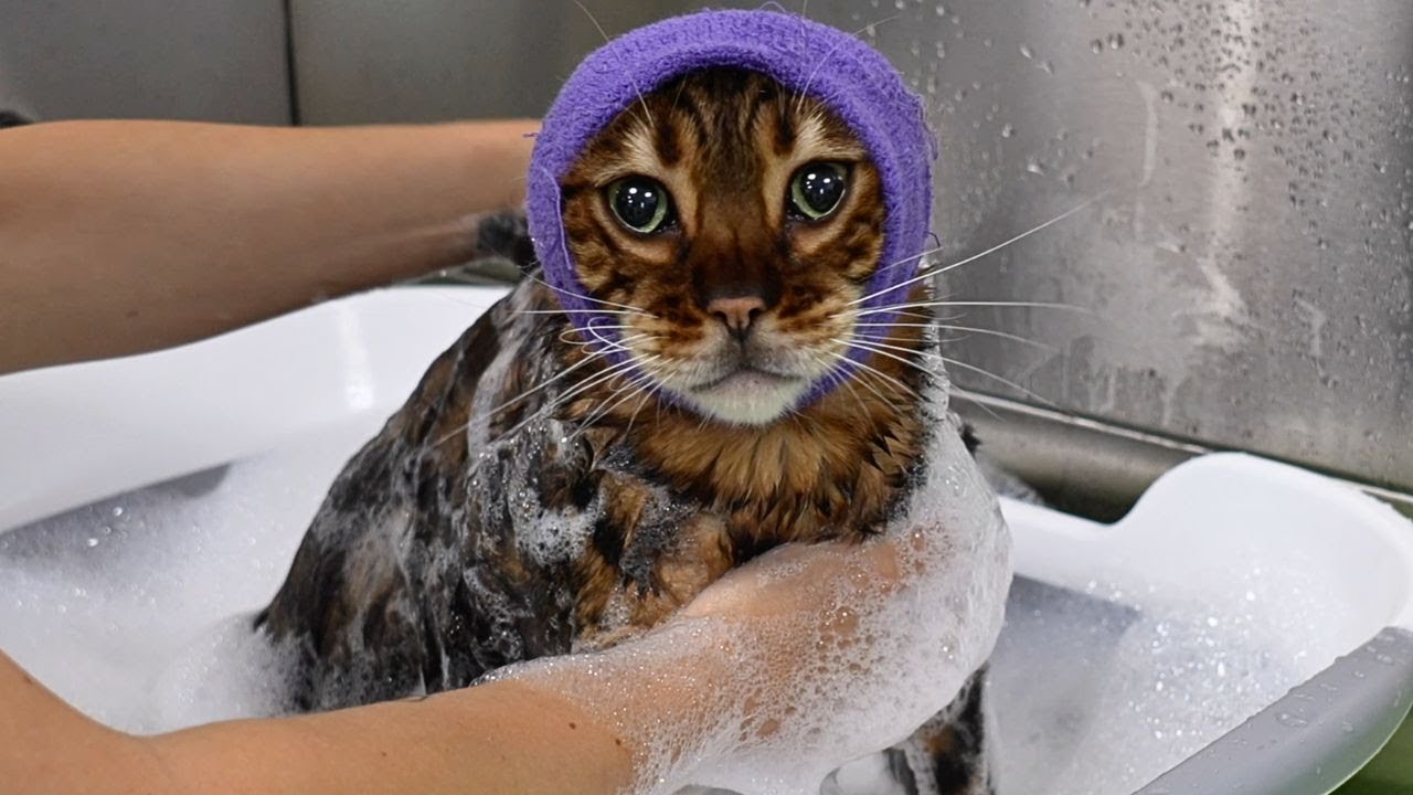 The Most Adorable Little Seal Pup I've Ever Had The Pleasure Of Working With 🥹 | Bengal Cat