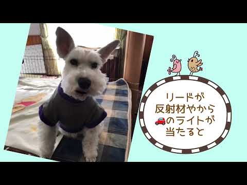 ワンワンU・x・Uお悩み相談室9️⃣2️⃣〜福井市「ララちゃん」　#ハイビーム