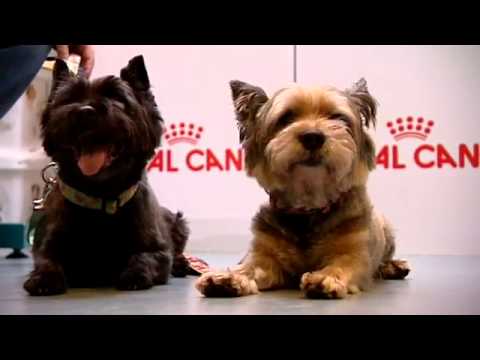 Sterkliniek Dierenartsen