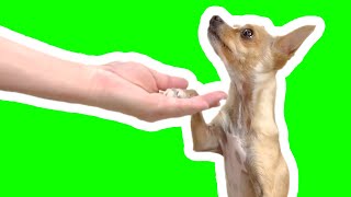 5 Easy Dog Trick tutorials