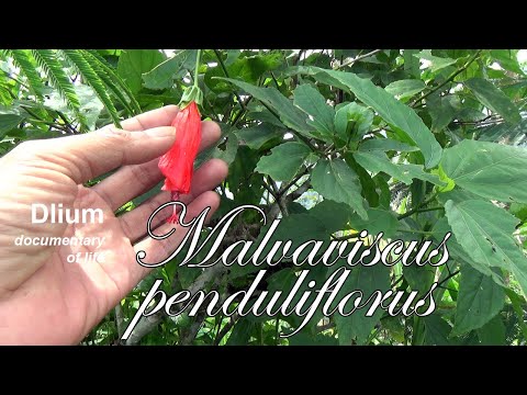 Sleeping hibiscus (Malvaviscus penduliflorus) - part 1