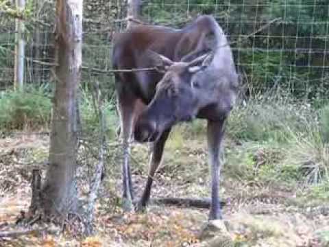 Jávorszarvas Markaryd Szafariparkba